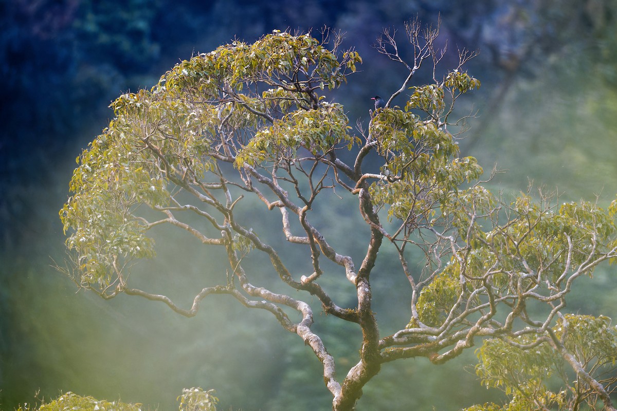 Square-tailed Bulbul - ML647506987