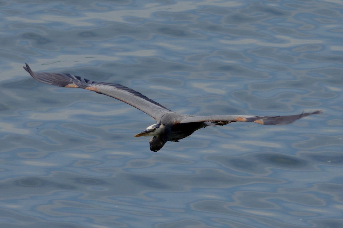 Great Blue Heron - ML647506988