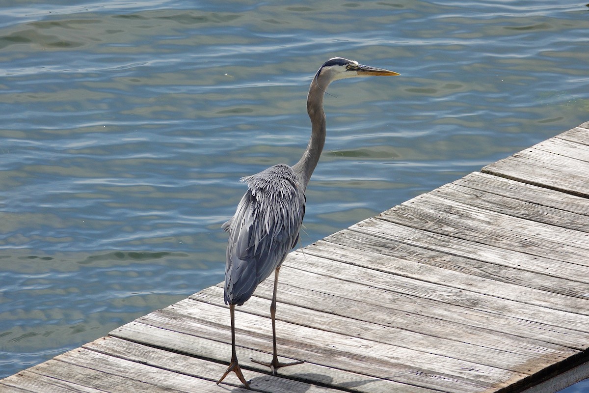 Great Blue Heron - ML647506989