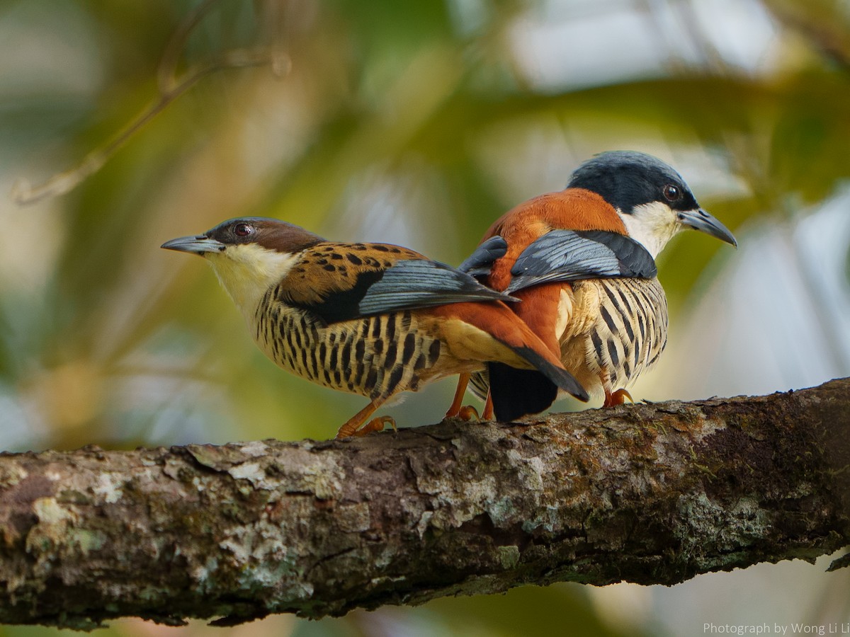 Himalayan Cutia - ML647506991