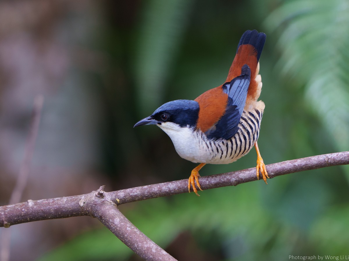 Himalayan Cutia - ML647506992