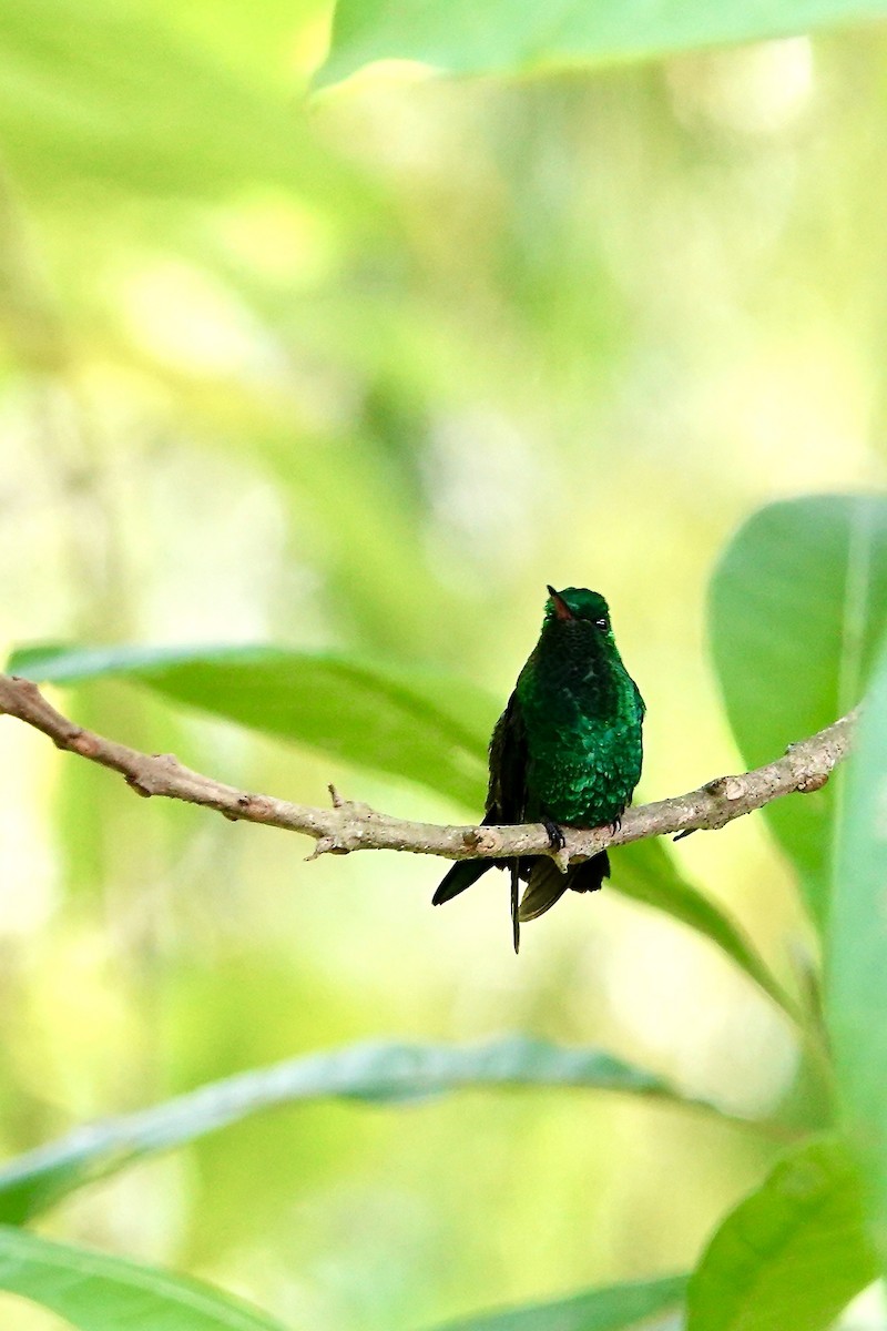 Western Emerald - ML647506994