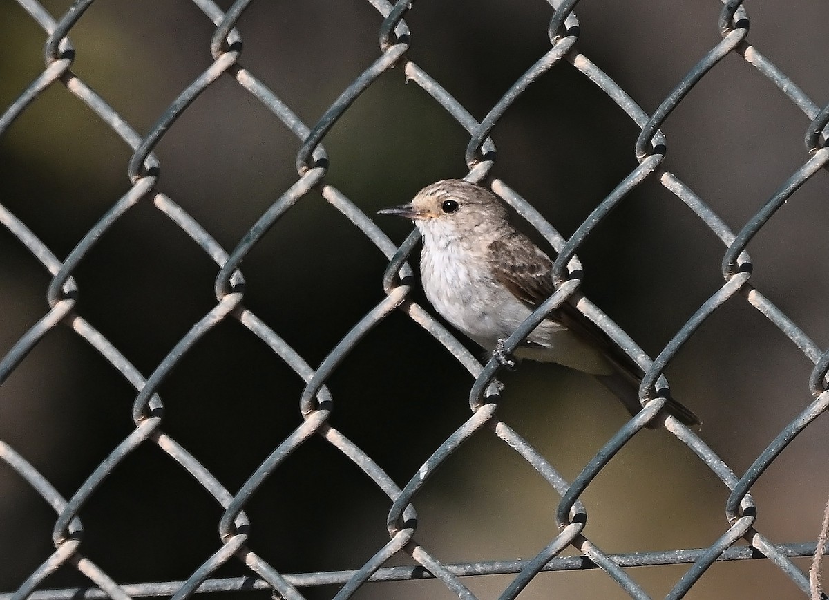 Spotted Flycatcher - ML647506995
