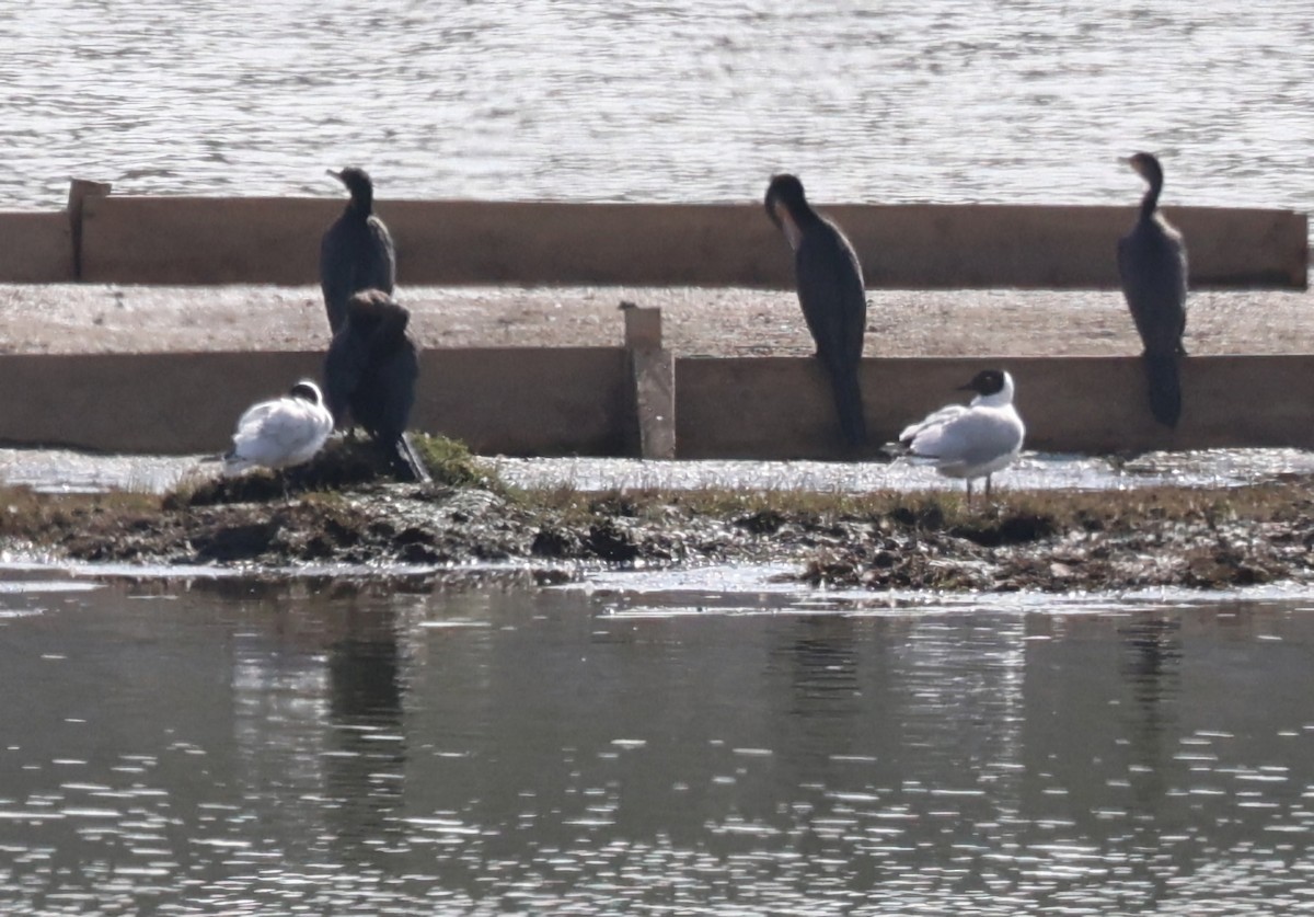 Andean Gull - ML647507002