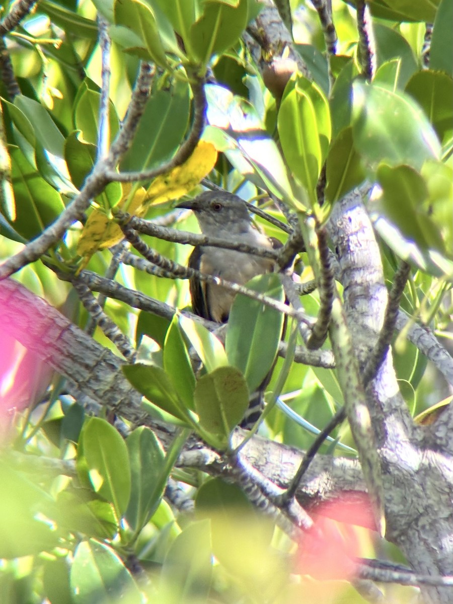 kukačka naříkavá - ML647507003