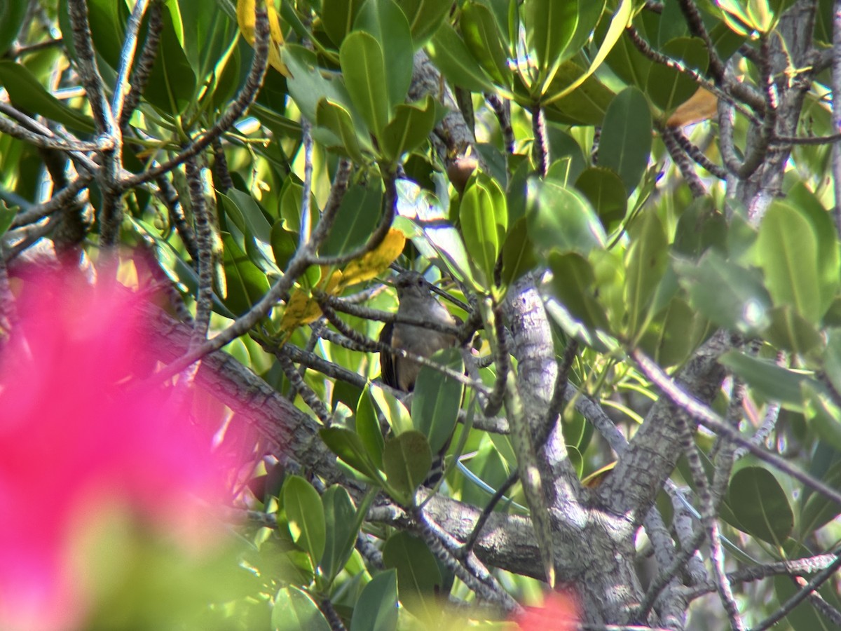 kukačka naříkavá - ML647507004