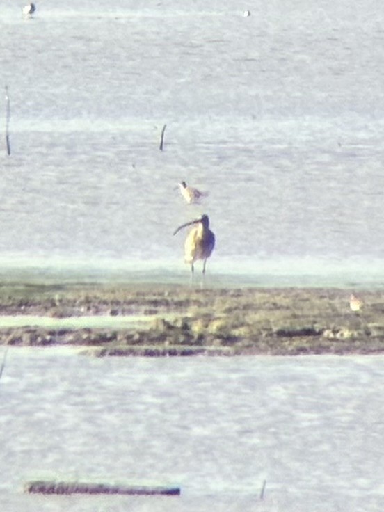 koliha sp. - ML647507006