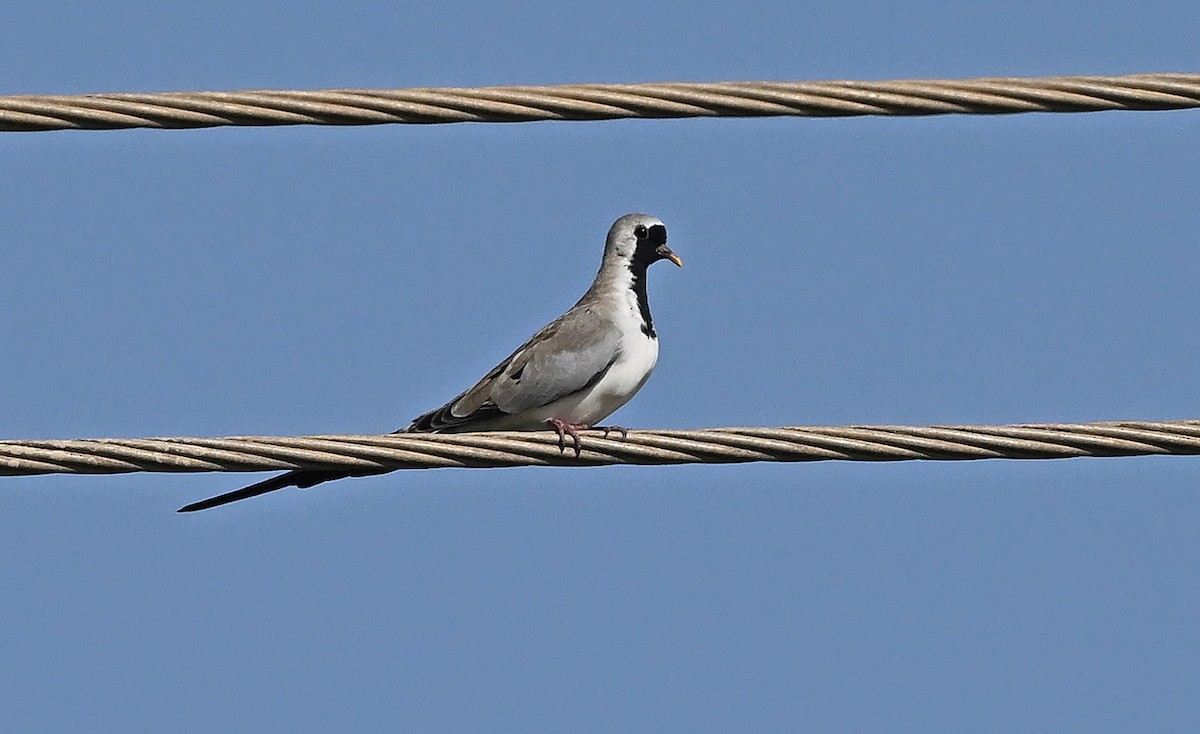 hrdlička kapská - ML647507008