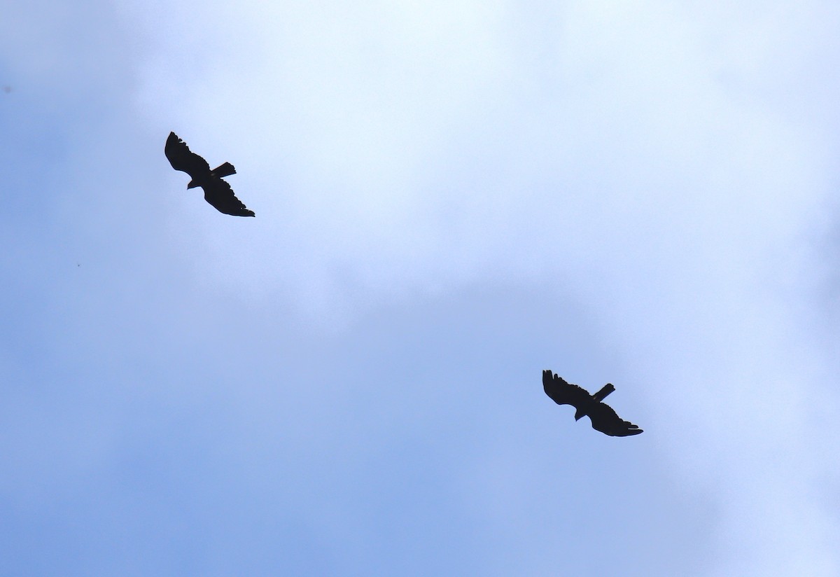 orel indomalajský - ML647507009