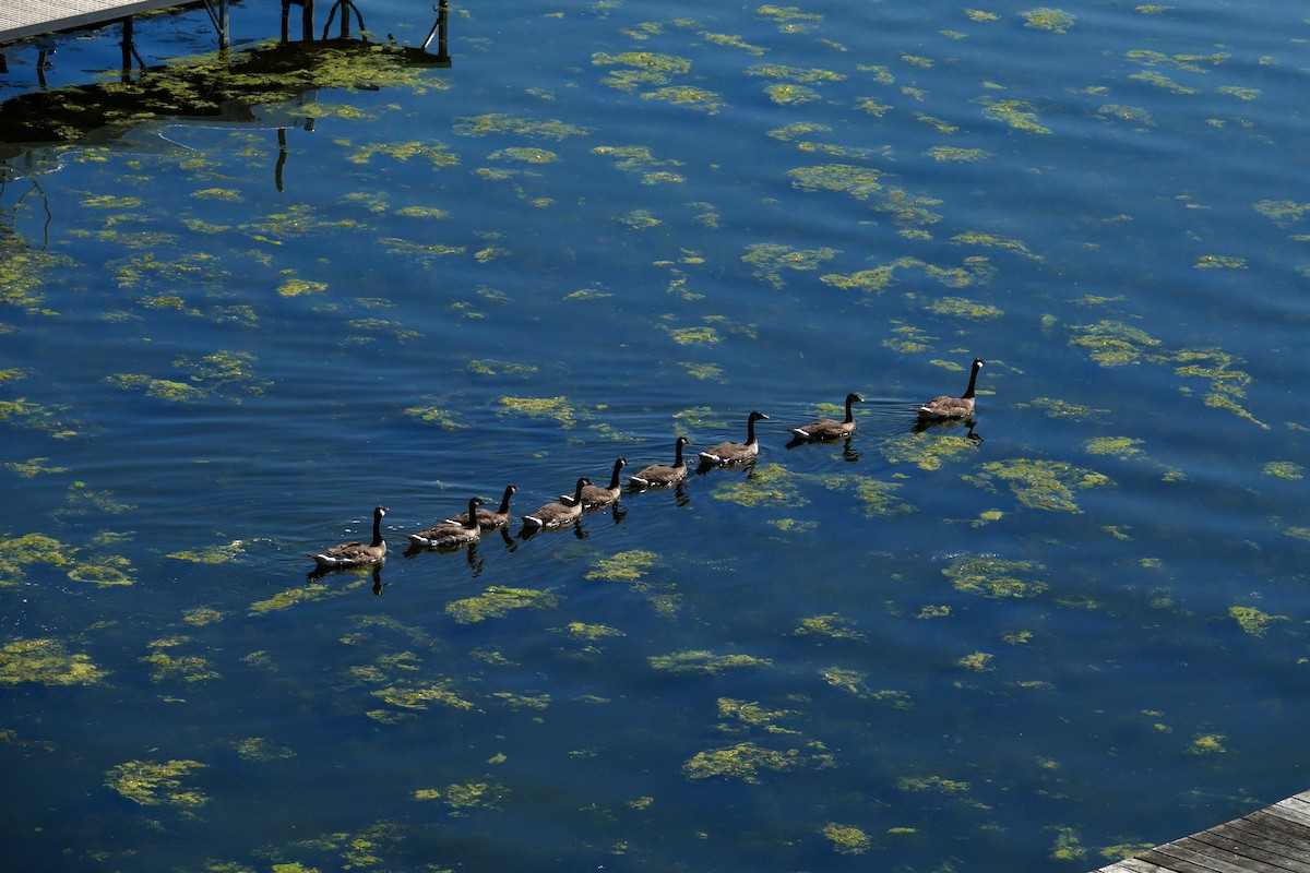 berneška velká - ML647507010