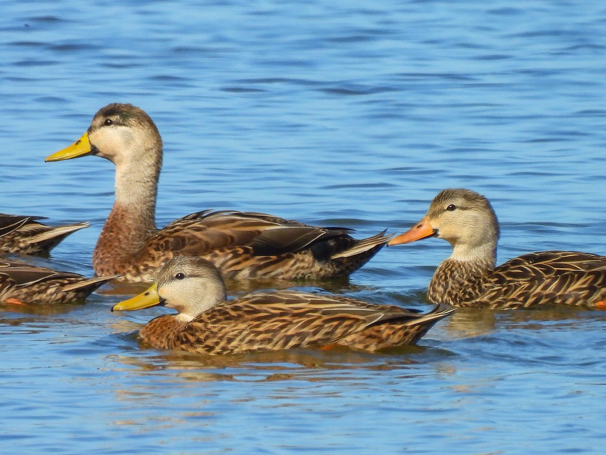 kachna divoká x pobřežní (hybrid) - ML647507011