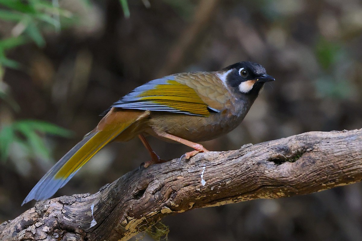 Black-faced Laughingthrush - ML647507012