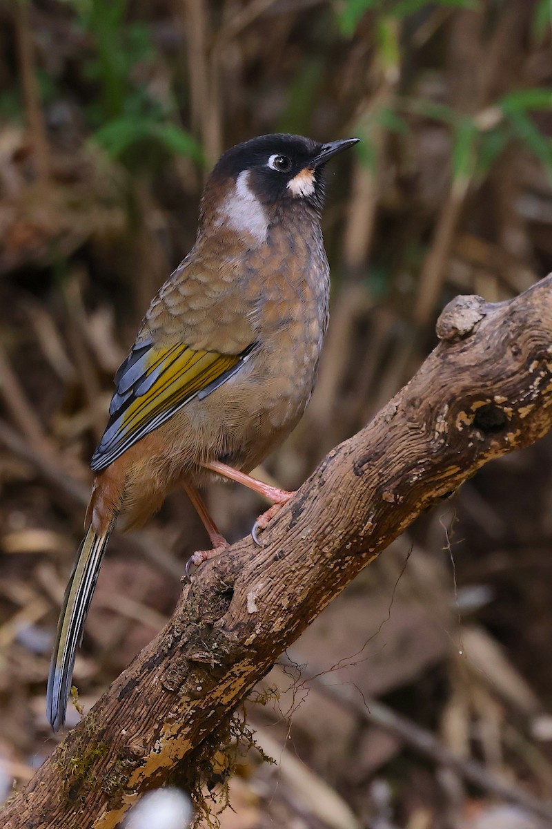Black-faced Laughingthrush - ML647507013