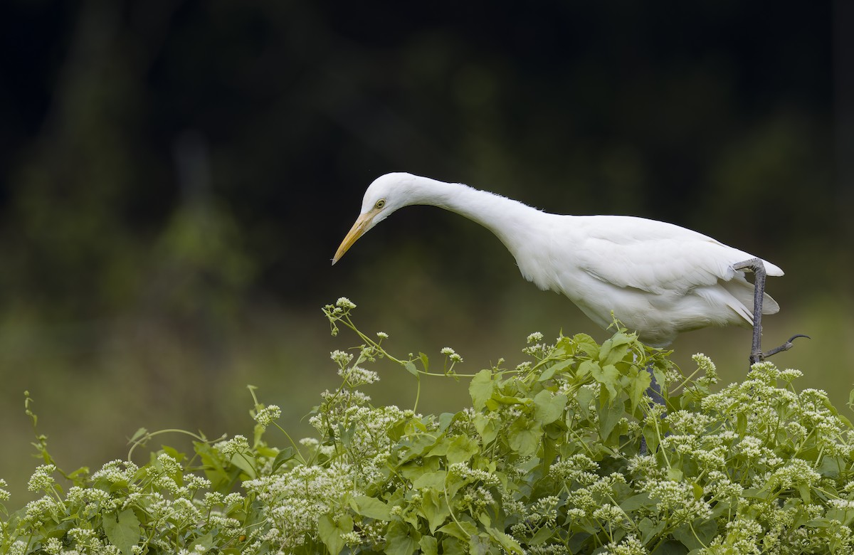 volavka dobytčí - ML647507014