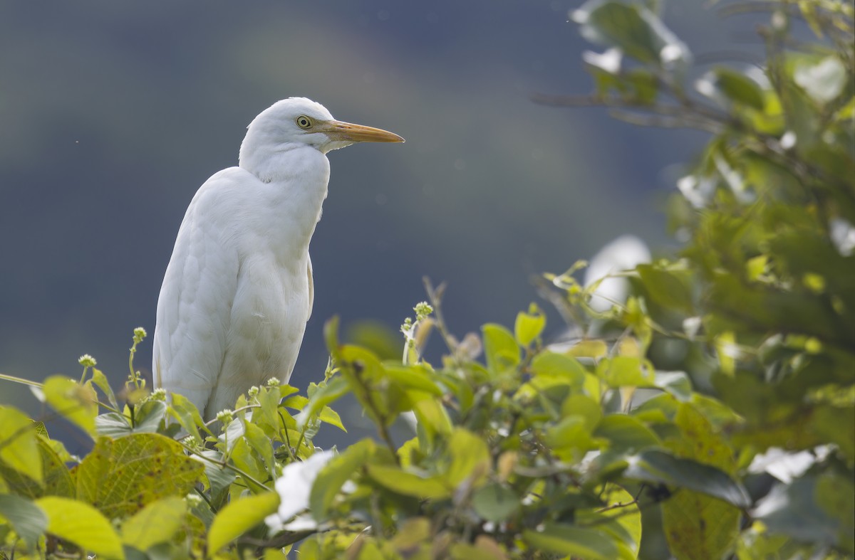 volavka dobytčí - ML647507015