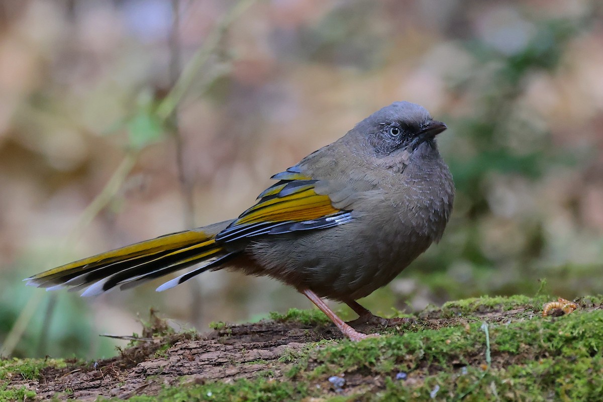 Elliot's Laughingthrush - ML647507016