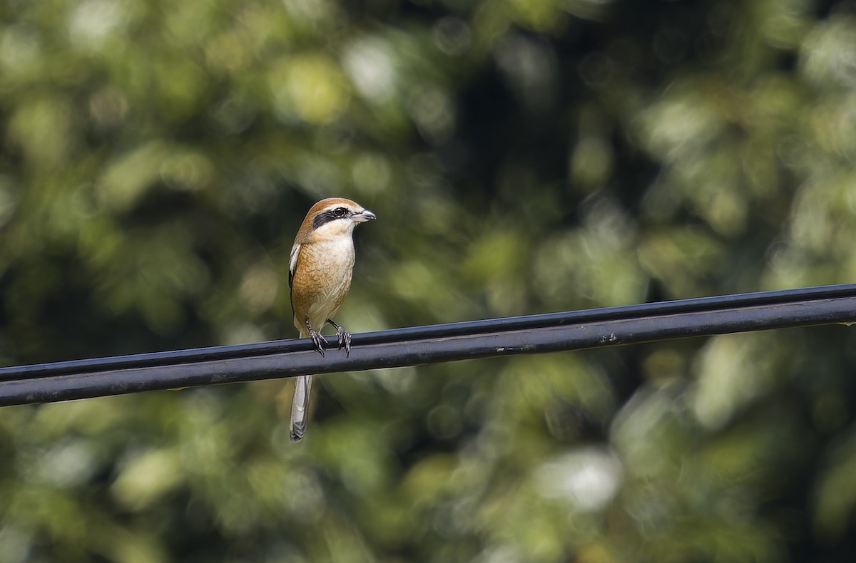 ťuhýk hlavatý - ML647507017