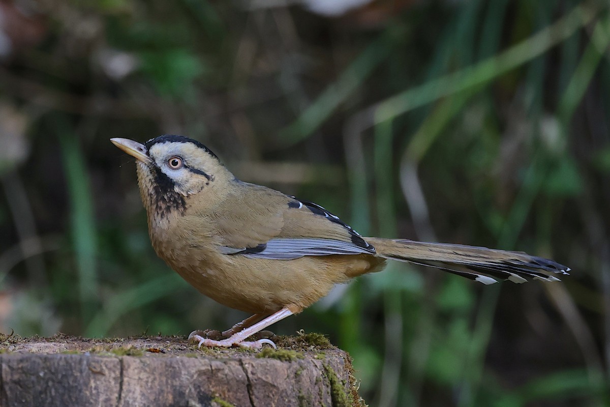 Moustached Laughingthrush - ML647507018