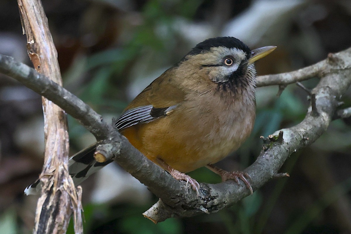 Moustached Laughingthrush - ML647507019