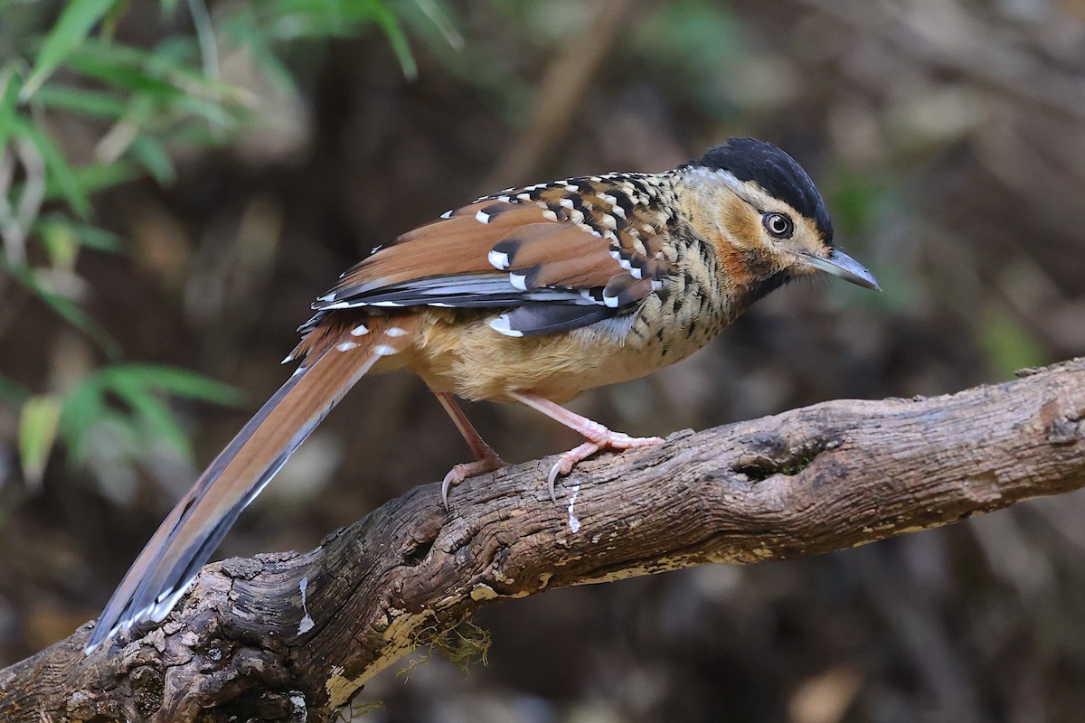 Spotted Laughingthrush - ML647507020