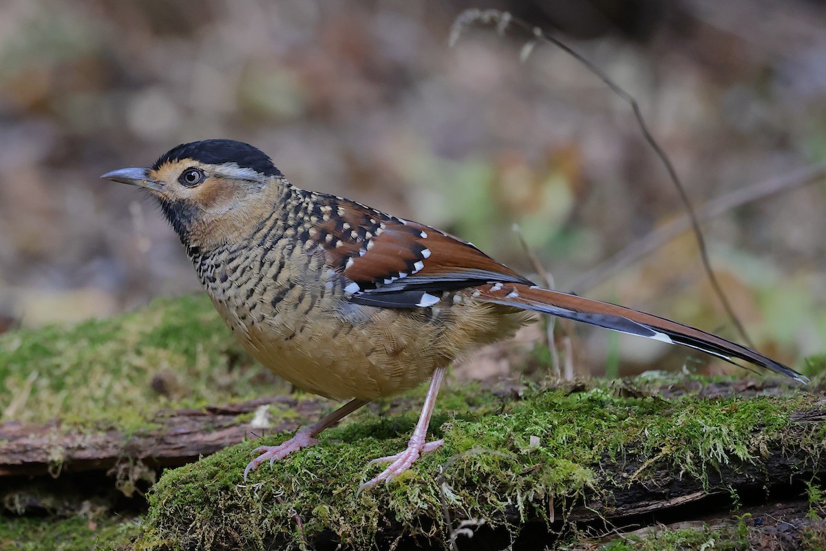 Spotted Laughingthrush - ML647507021