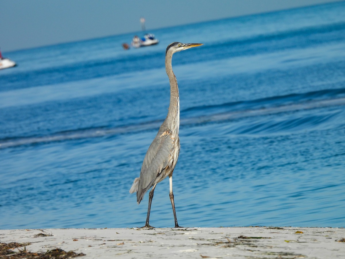 volavka velká - ML647507024