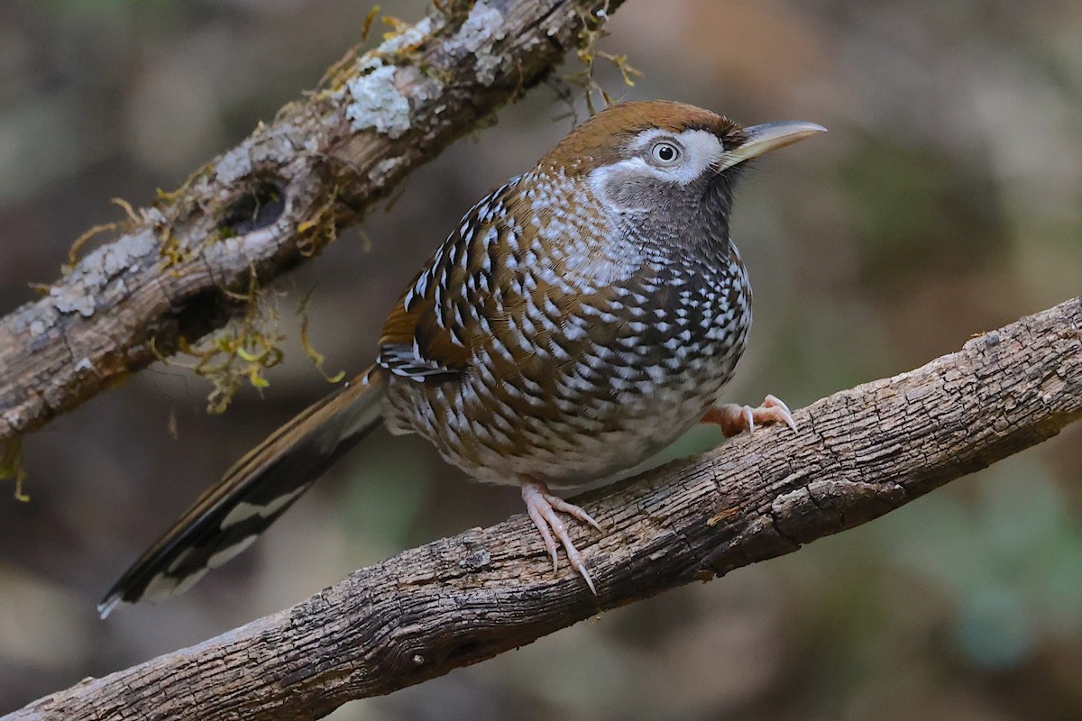 Biet's Laughingthrush - ML647507025
