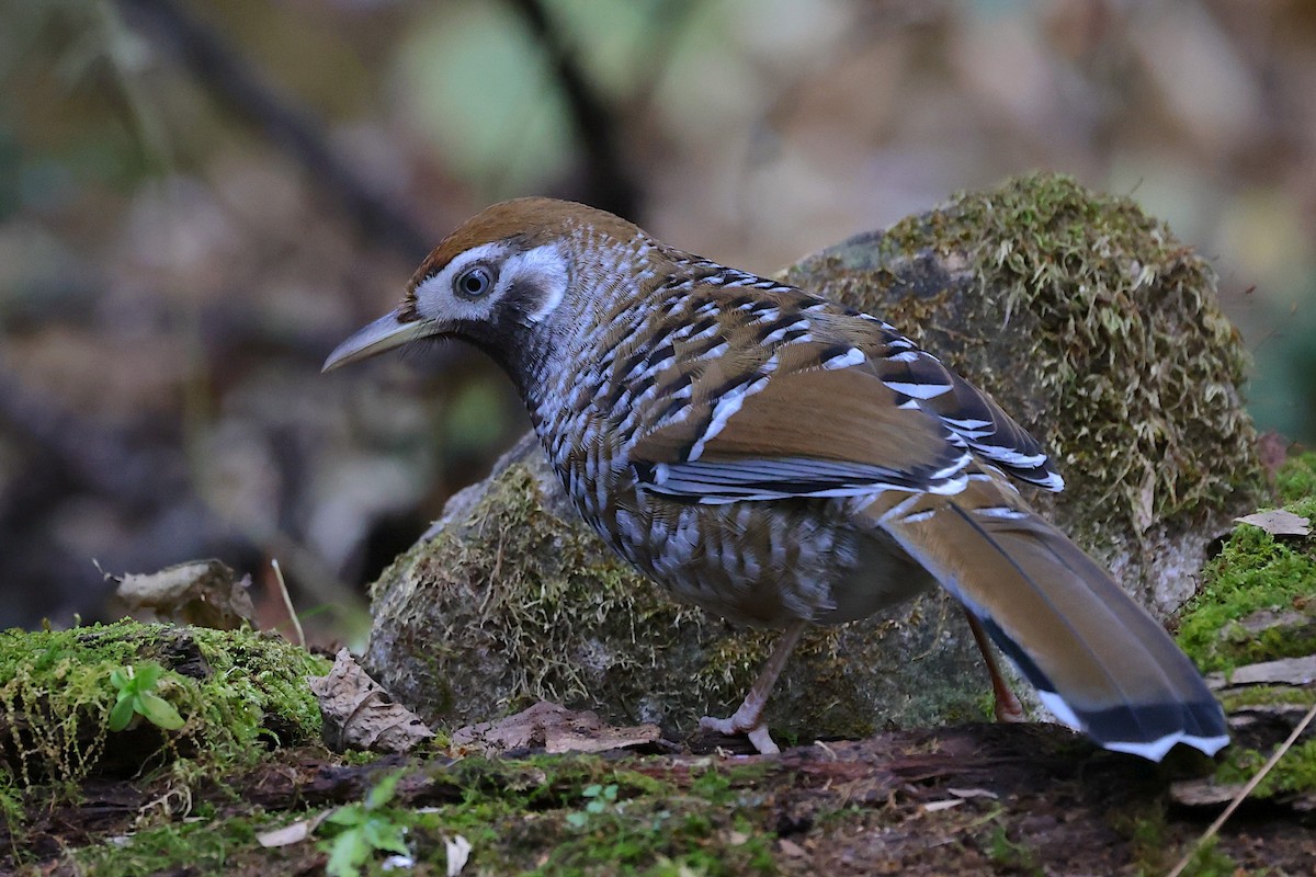 Biet's Laughingthrush - ML647507026