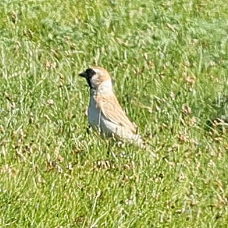 pěnkavák černočelý - ML647507027