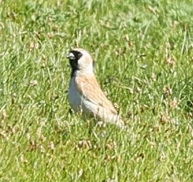 pěnkavák černočelý - ML647507028