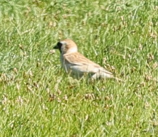 pěnkavák černočelý - ML647507029