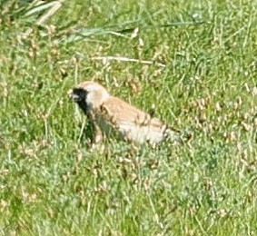 pěnkavák černočelý - ML647507030