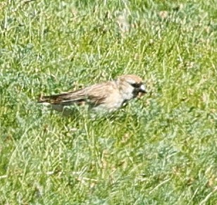 pěnkavák černočelý - ML647507031