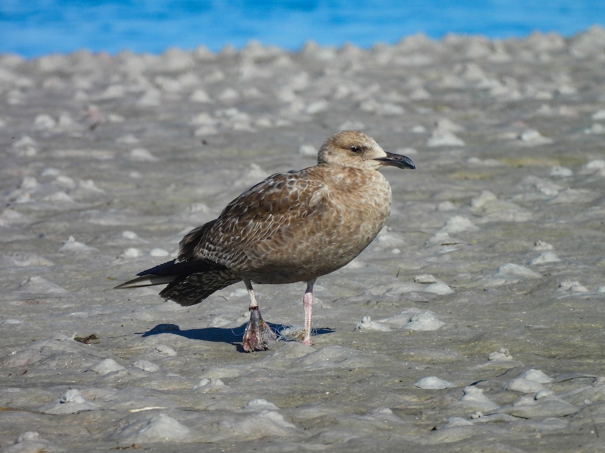 racek americký - ML647507033