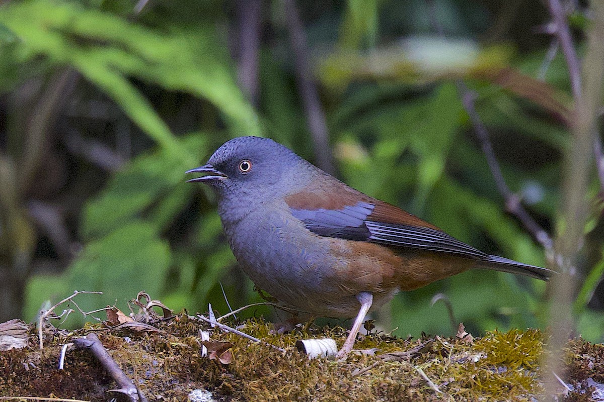 pěvuška lesní - ML647507034