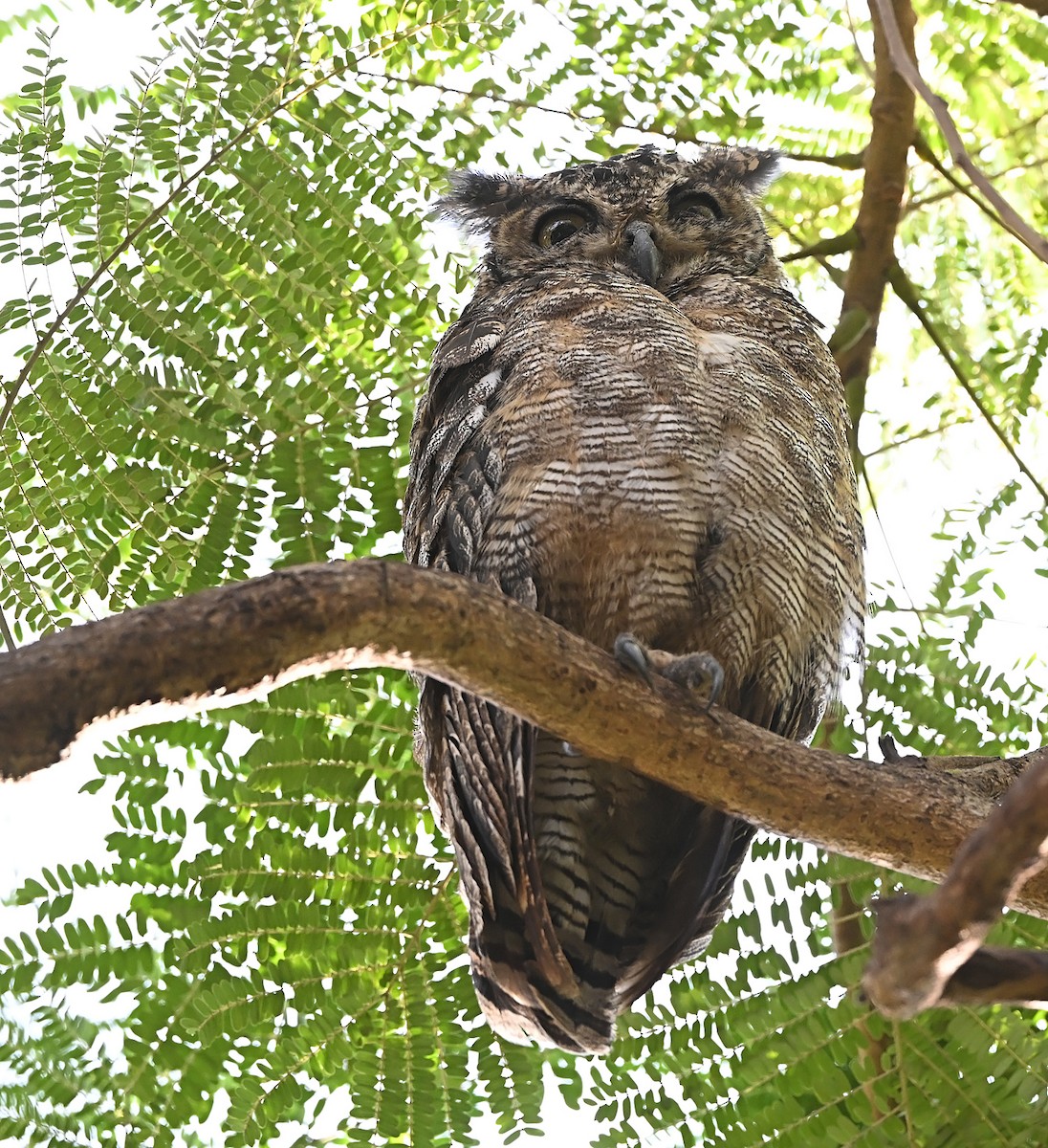 výr arabský - ML647507043