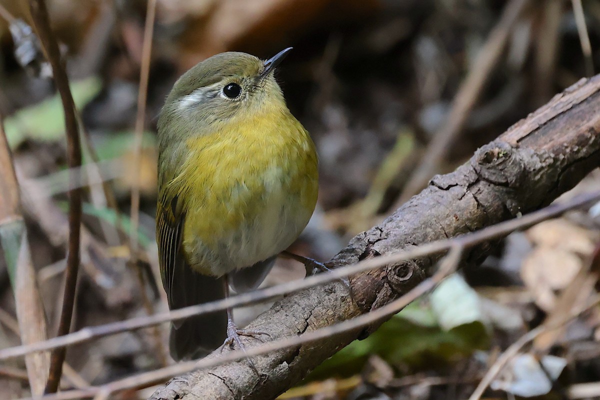 Golden Bush-Robin - ML647507046
