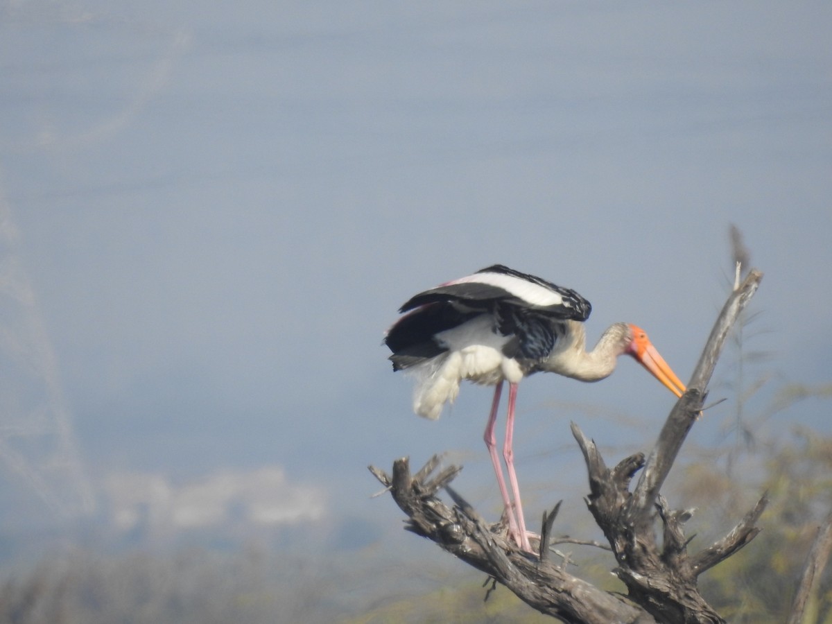 Painted Stork - ML647507056