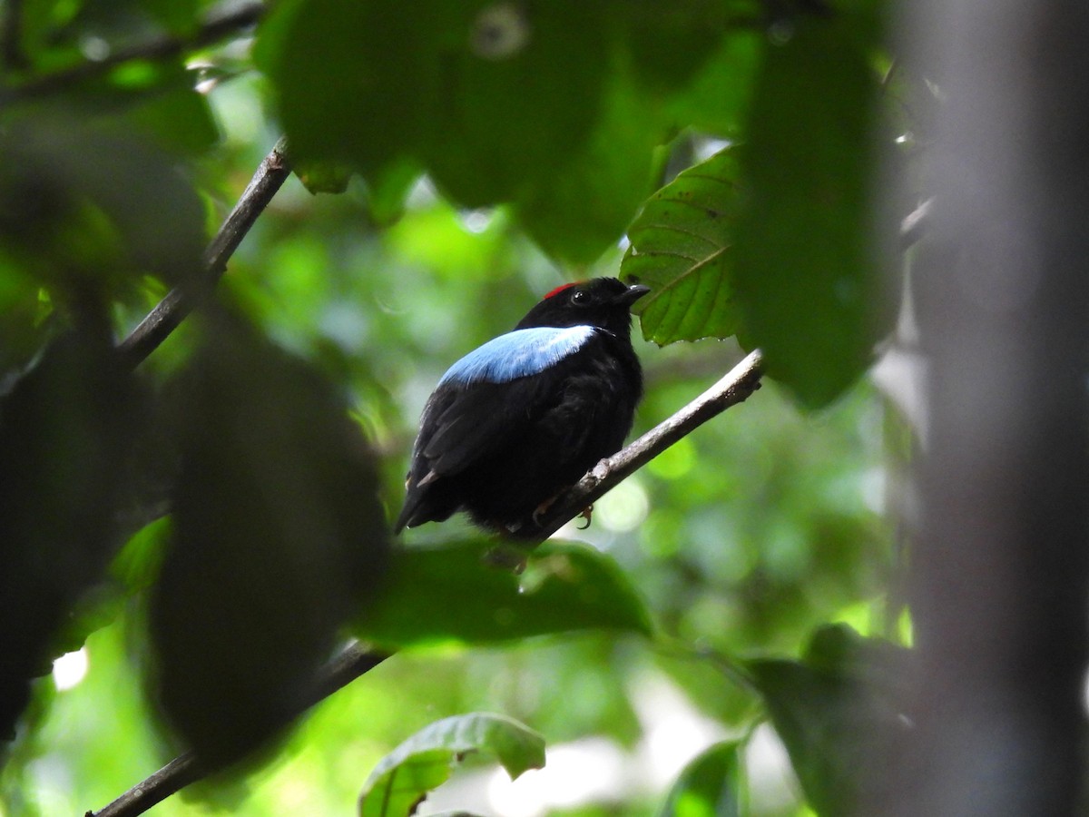 Blue-backed Manakin - ML647507060