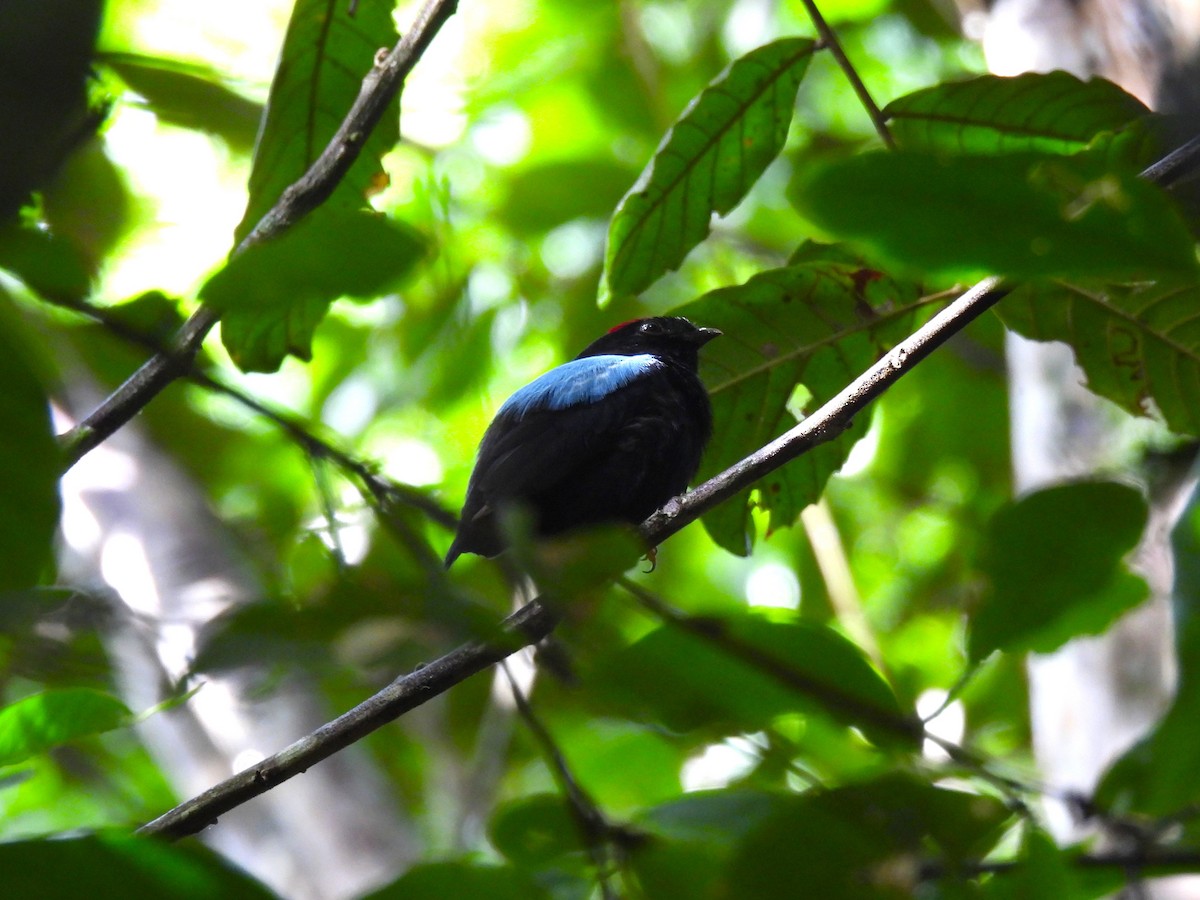 Blue-backed Manakin - ML647507061