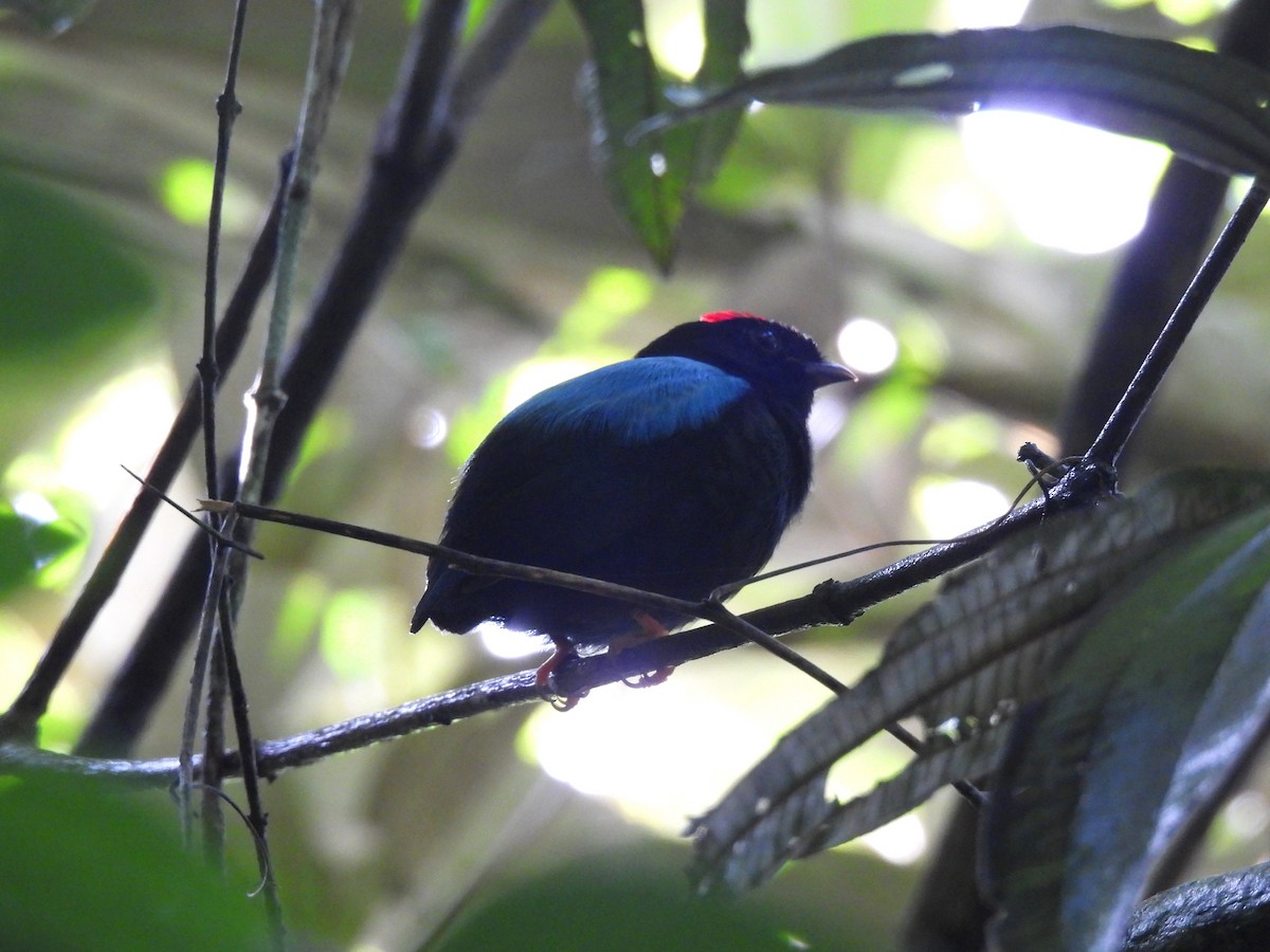 Blue-backed Manakin - ML647507062