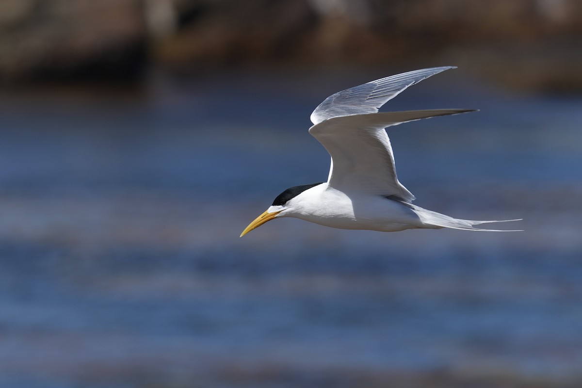 鳳頭燕鷗 - ML647507065