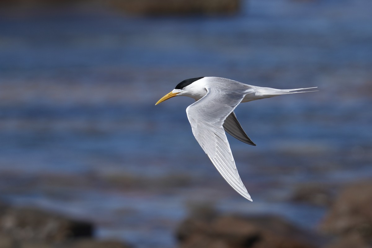 鳳頭燕鷗 - ML647507066