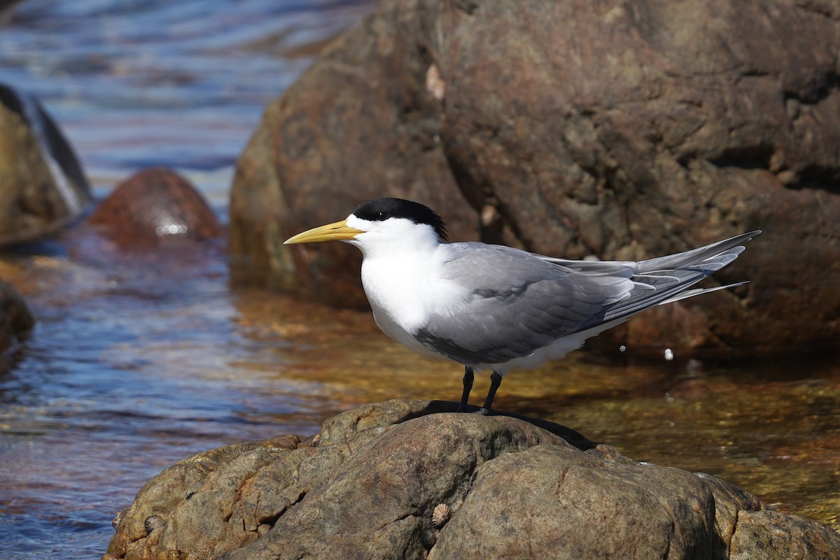 鳳頭燕鷗 - ML647507067