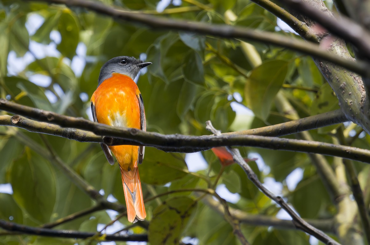 灰喉山椒鳥 - ML647507068