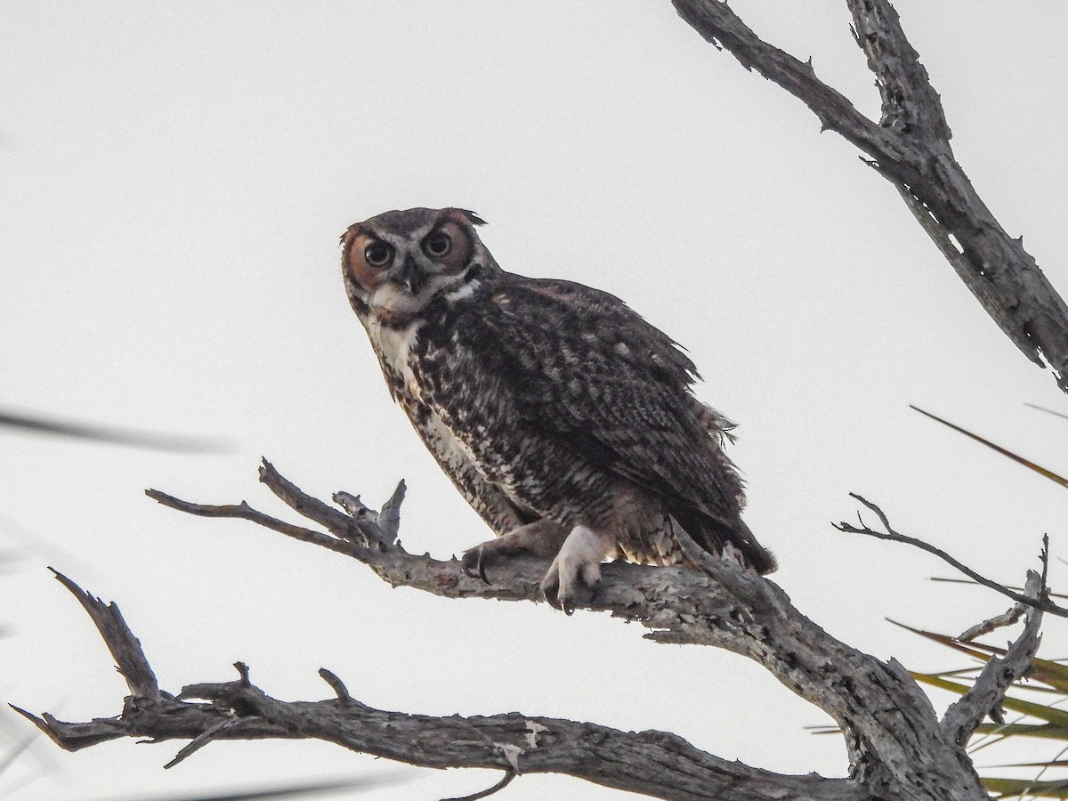 Great Horned Owl - ML647507069