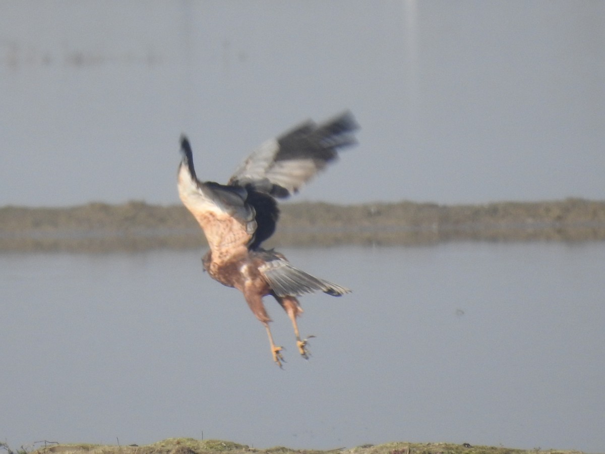 西方澤鵟 - ML647507073