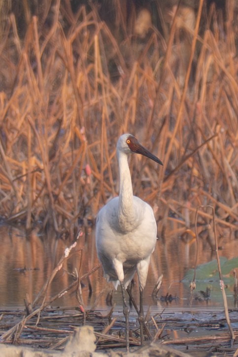 白鶴 - ML647507074