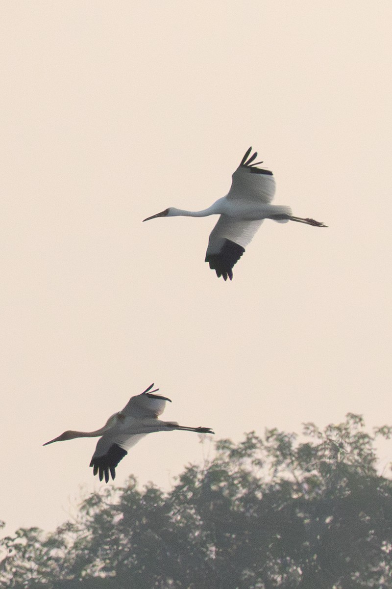 白鶴 - ML647507075