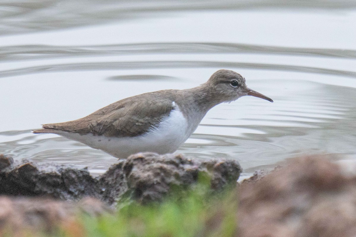 Spotted Sandpiper - ML647507079
